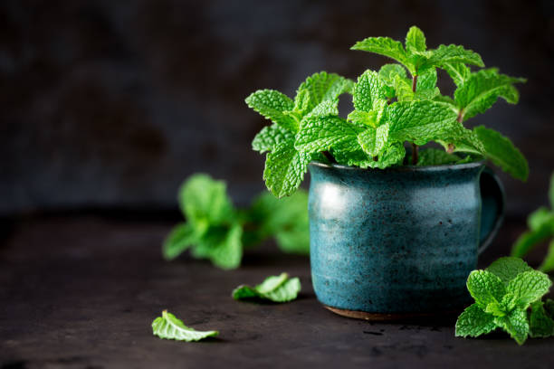 Fresh sprigs of mint in a rustic ceramic cup against dark background